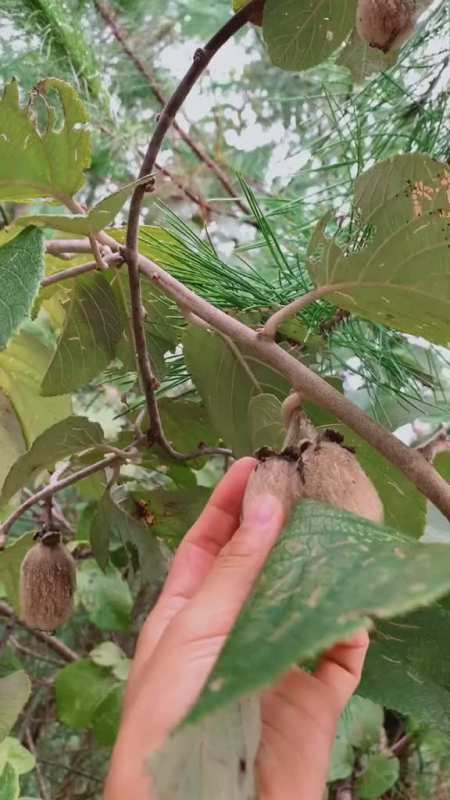 是白毛洗到手麻但是它功效强大姑姑身体不好特意给她做了些白猕猴桃酒