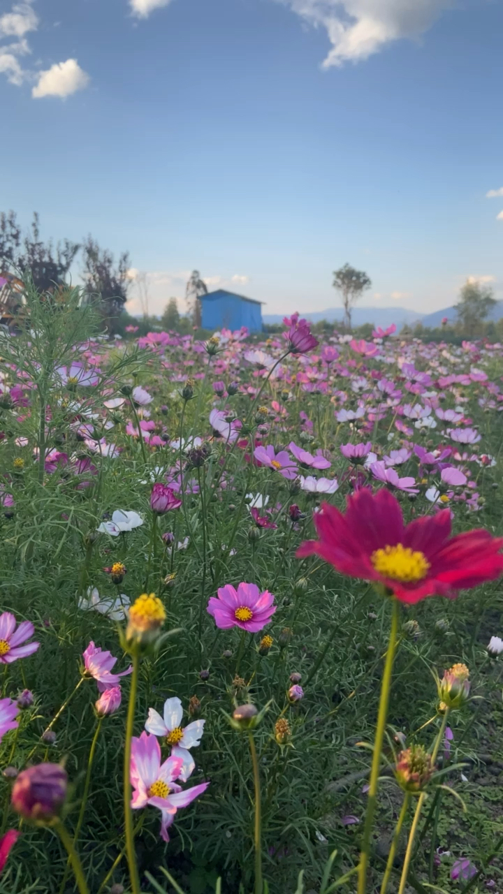 大理洱海边的花海