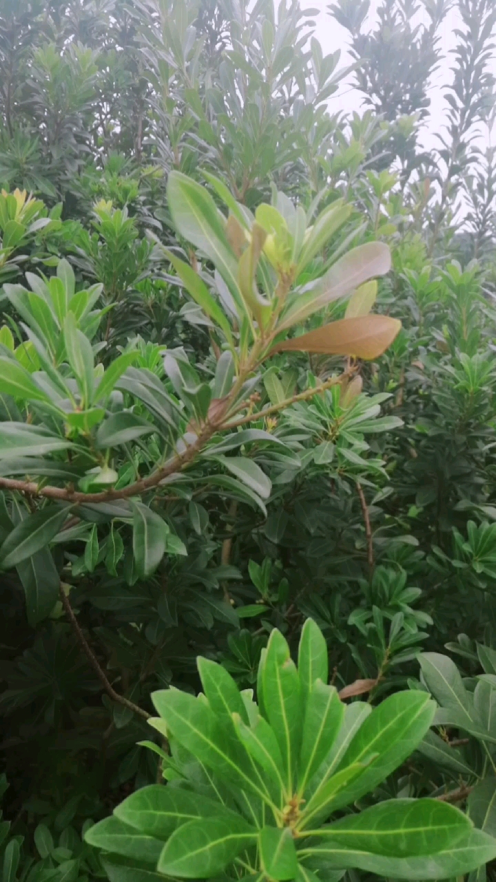 仙居杨梅枯萎病严重,那位专家能有药,救援仙居杨梅啊