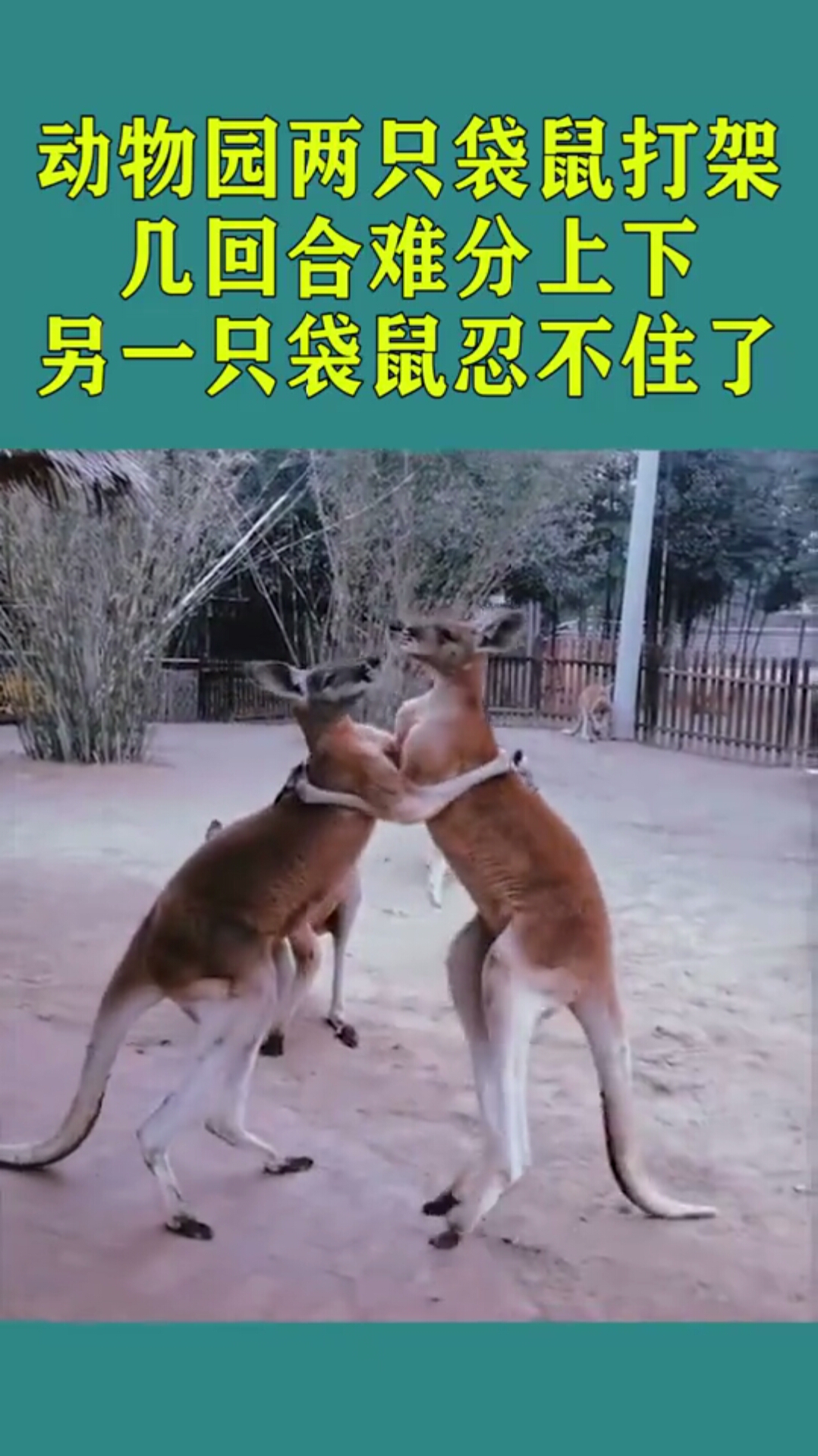 动物园两只袋鼠打架,几回合难分上下,另一只袋鼠忍不住了!