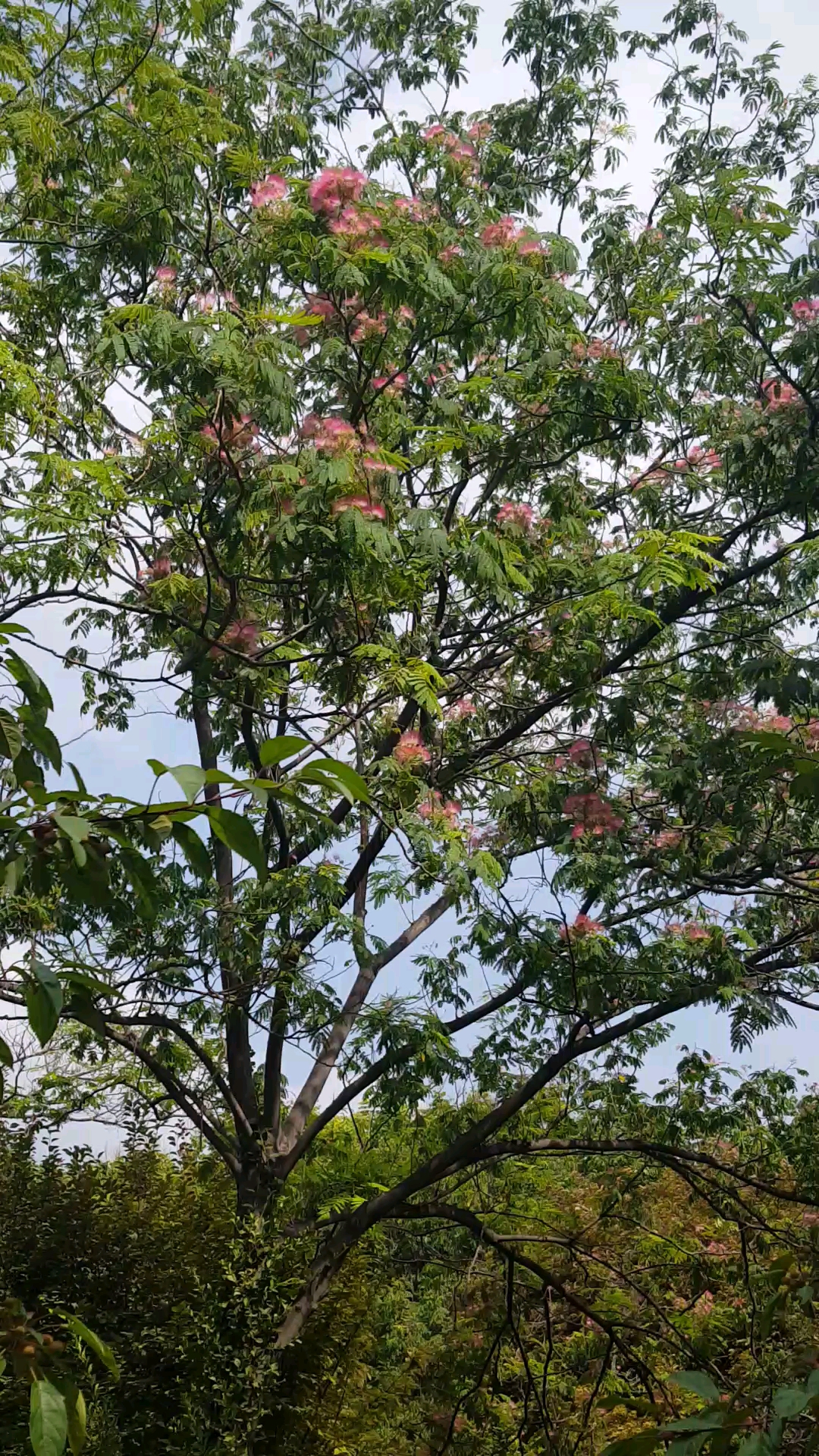 大暑#漂亮的绒毛树