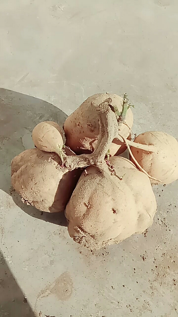 大红薯一颗足足27斤重