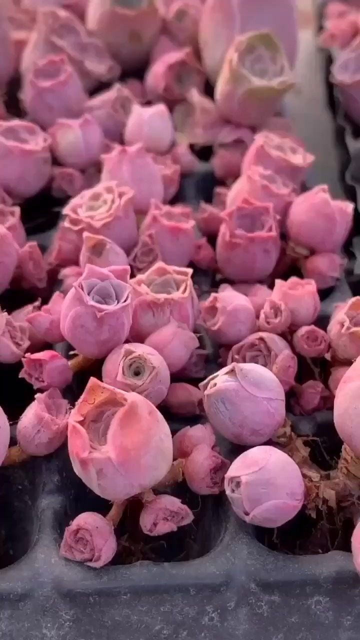 多肉少女#粉红色多肉分享