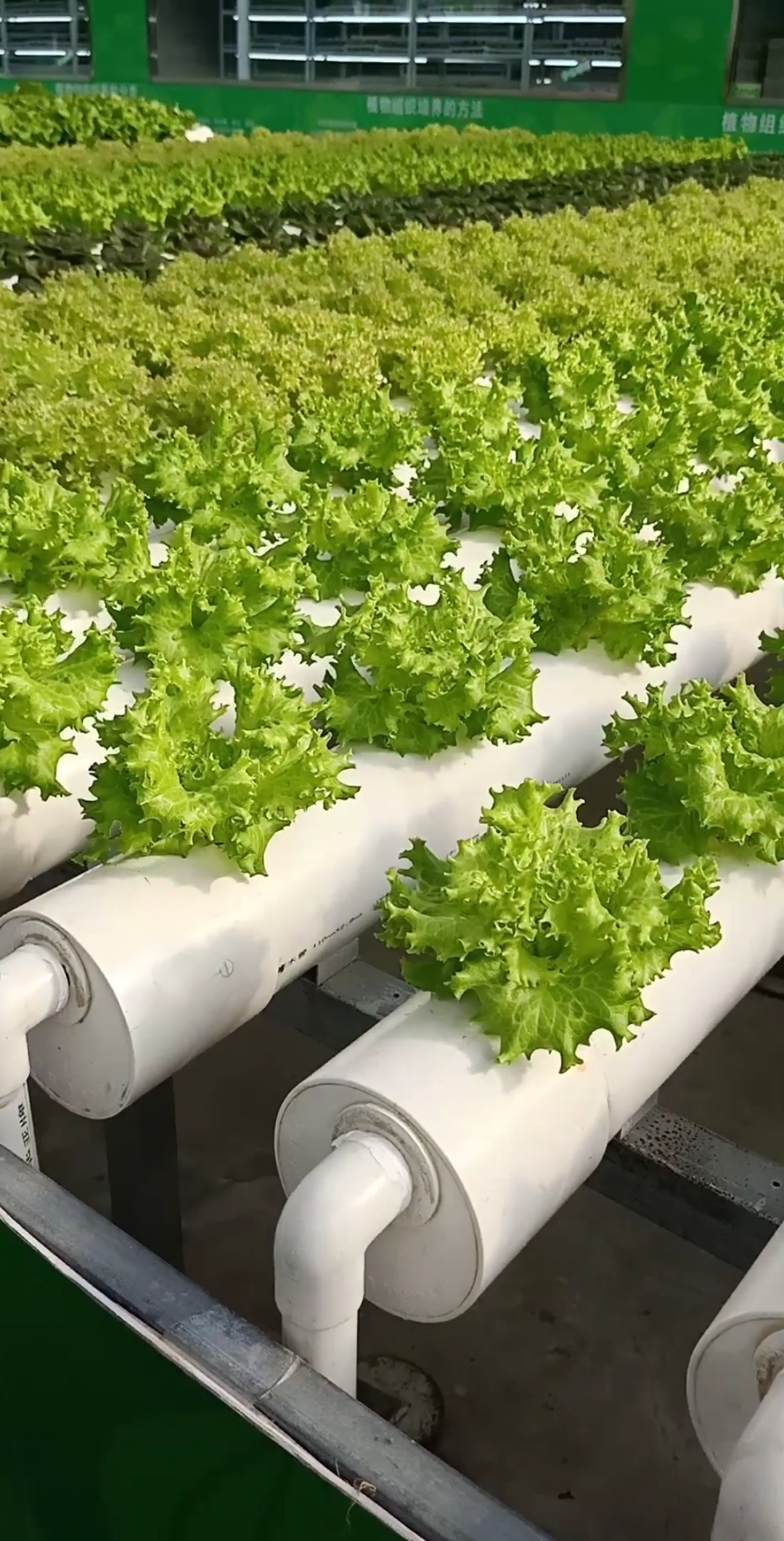 最潮劳动者#先进无土蔬菜栽培技术,天下第一技术,值得学习!