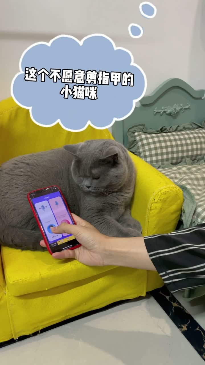 当我用猫语翻译器威胁我家猫剪指甲