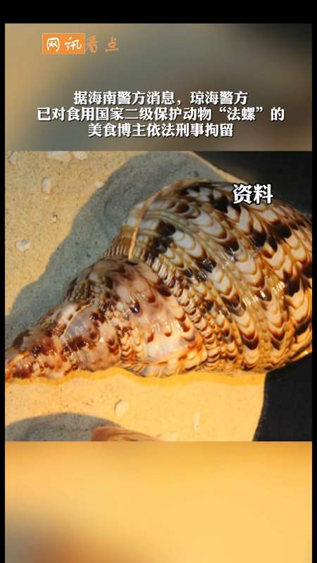 全民正能量#警方通报:博主食用二级保护动物法螺被刑拘-全民小视频