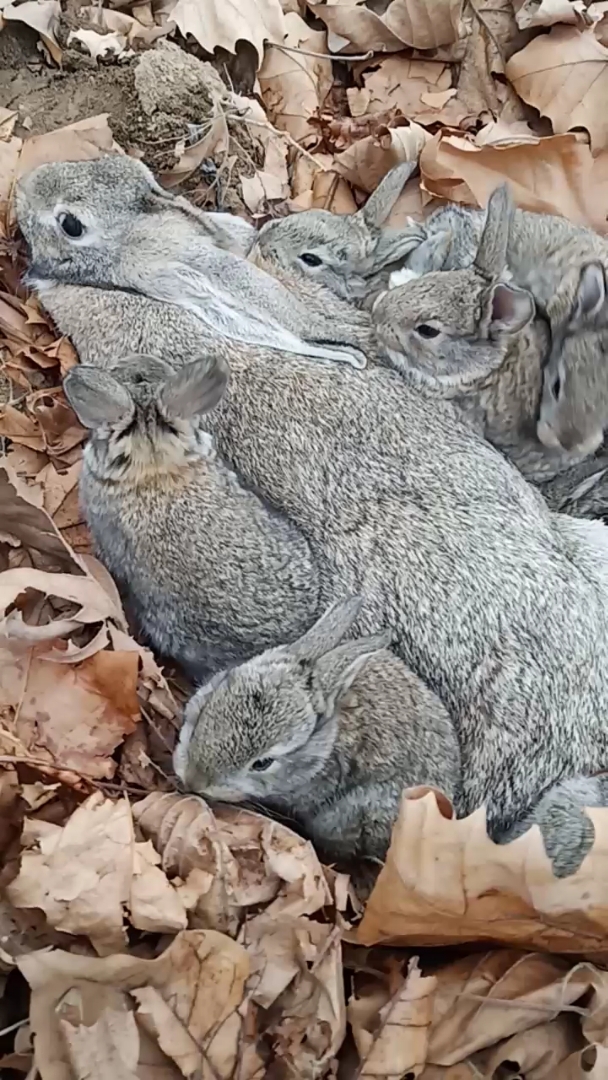 好有爱的一窝小兔子!