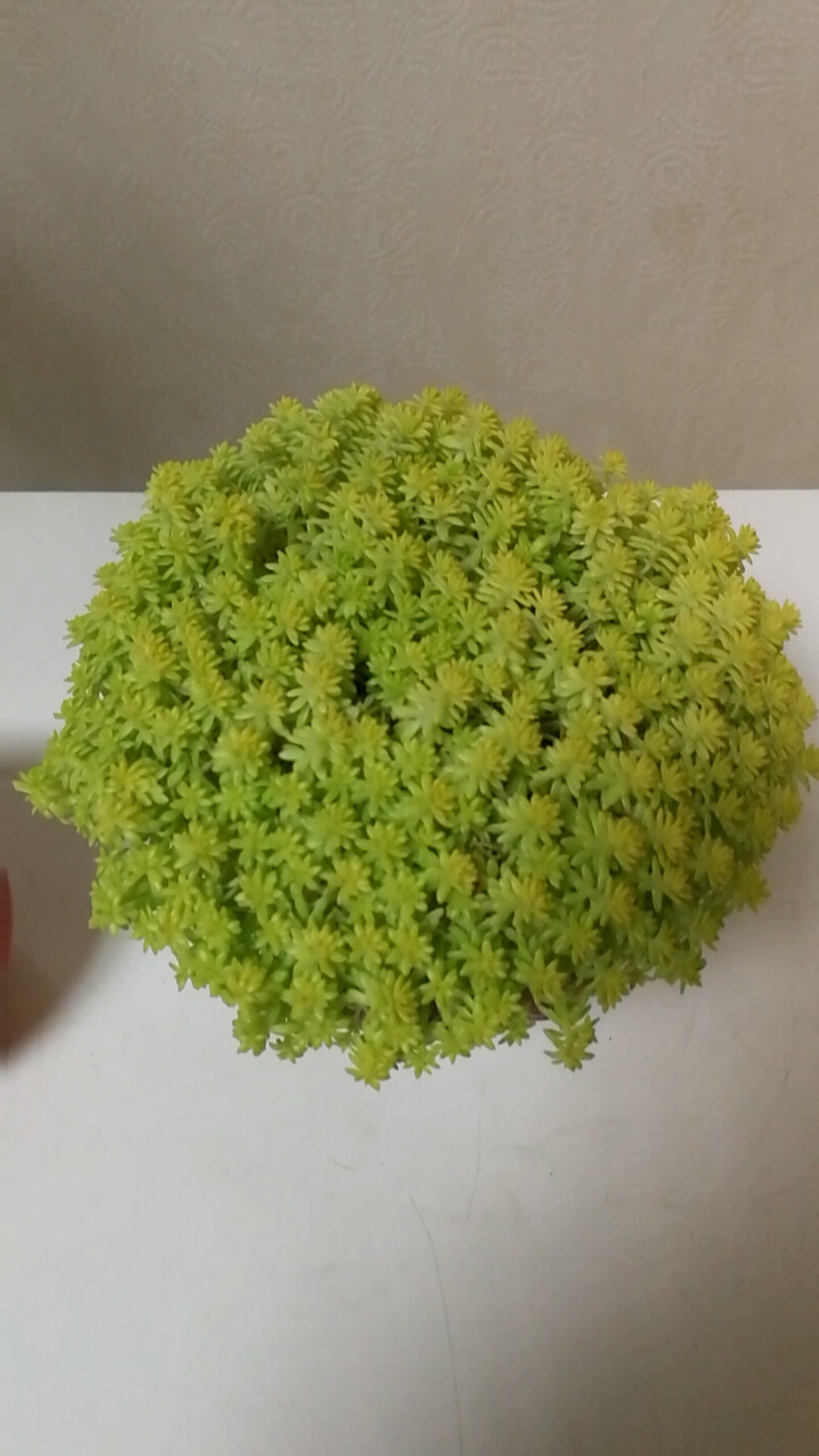 有一种可爱叫多肉!#好养又好看的黄金万年草!