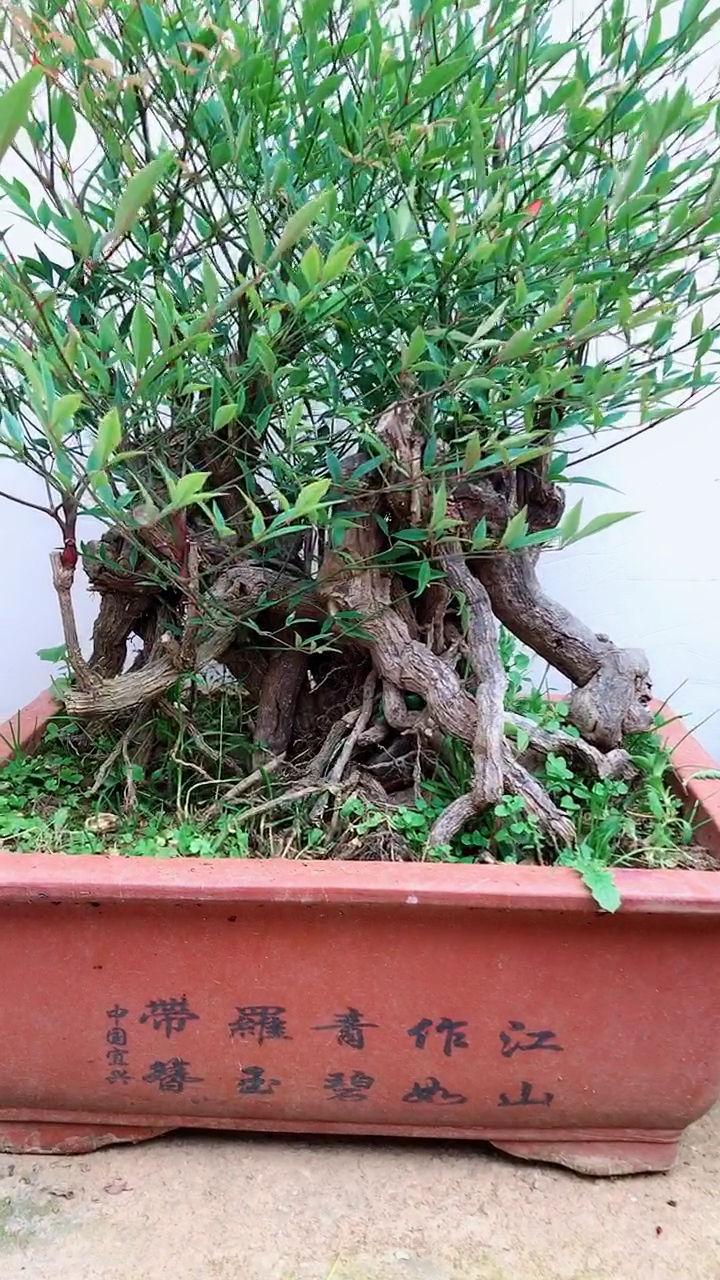 提根老桩南天竺 南天竺