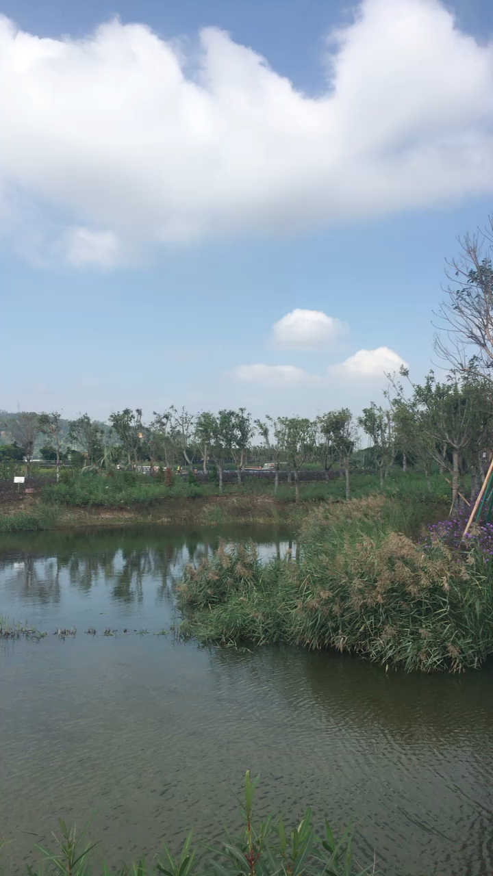 最爱之城#三灶大门口(湿地公园6)
