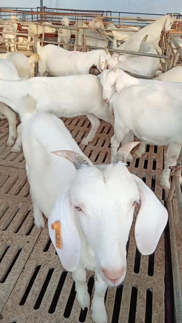 美国大耳白山羊出栏