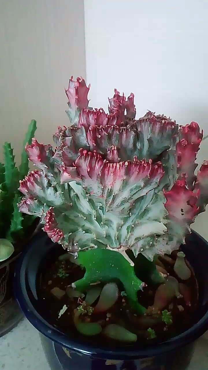 我的小花园#最美的彩麒麟