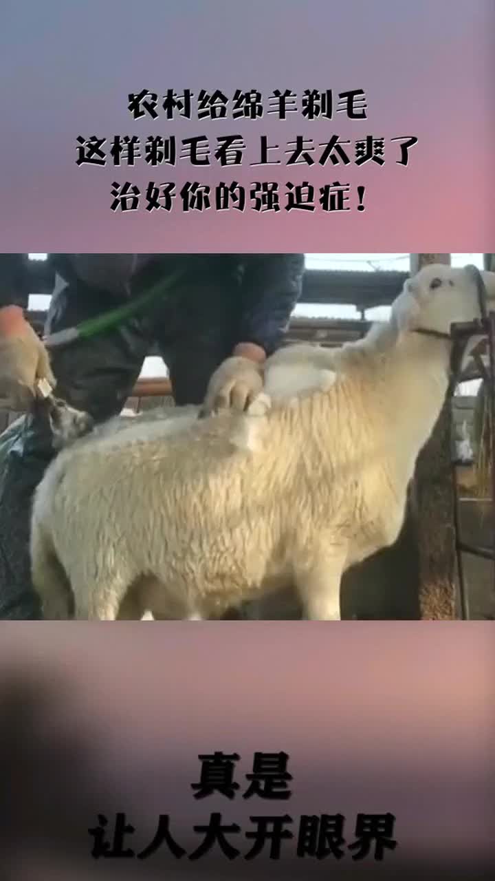 农村给绵羊剃毛,这样剃毛看上去太爽了,治好你的强迫症!