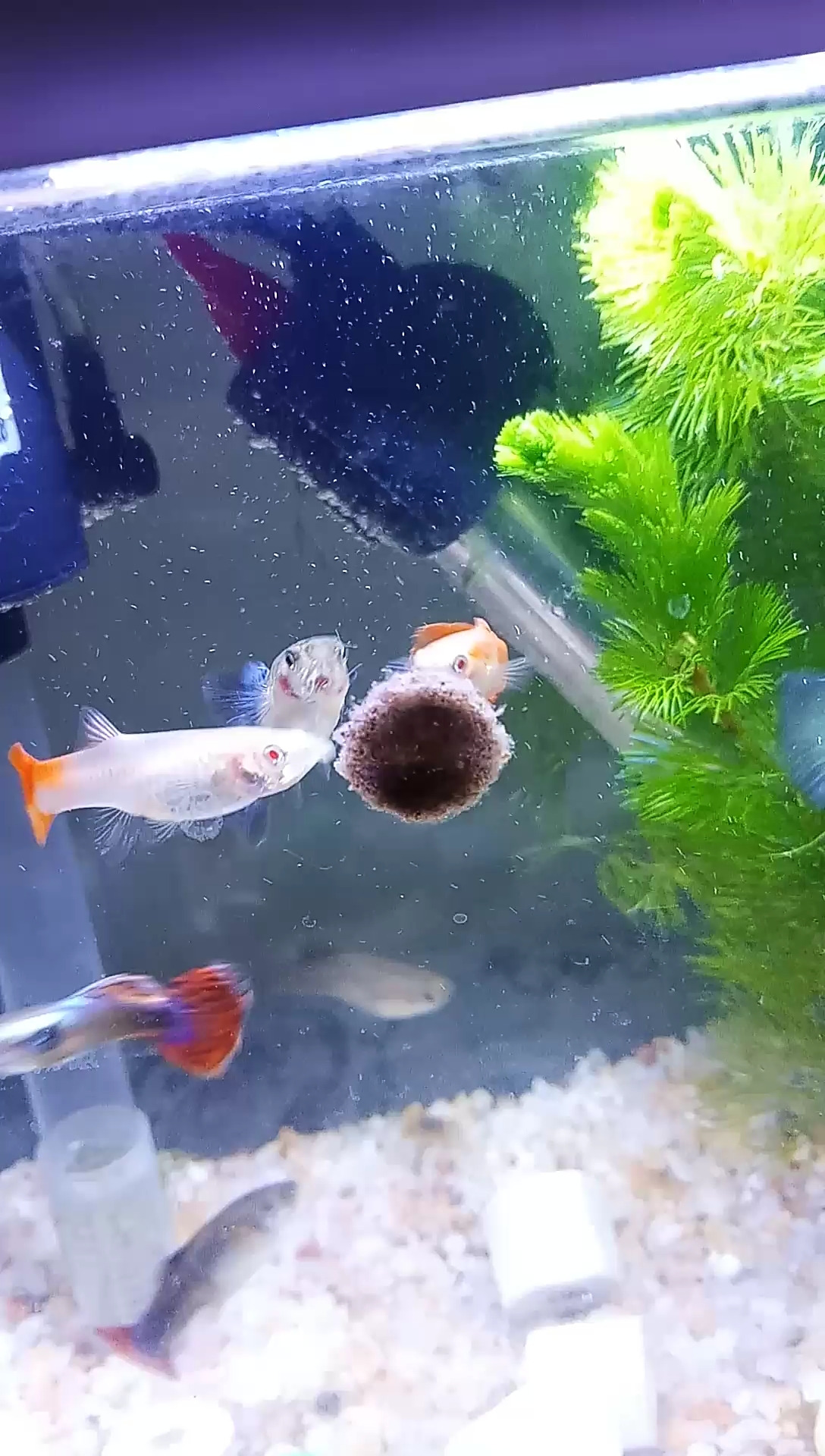 家里新成员,七条孔雀鱼