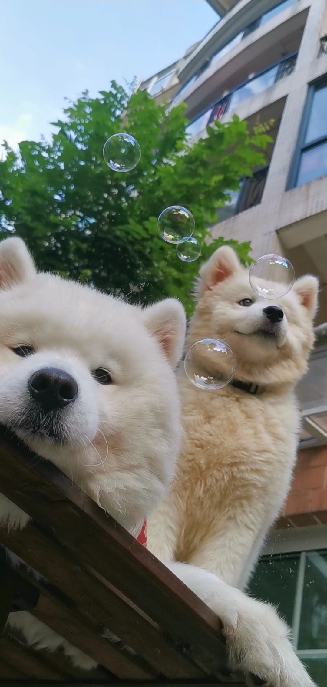 我家萌宠#高清屏保,你值得拥有