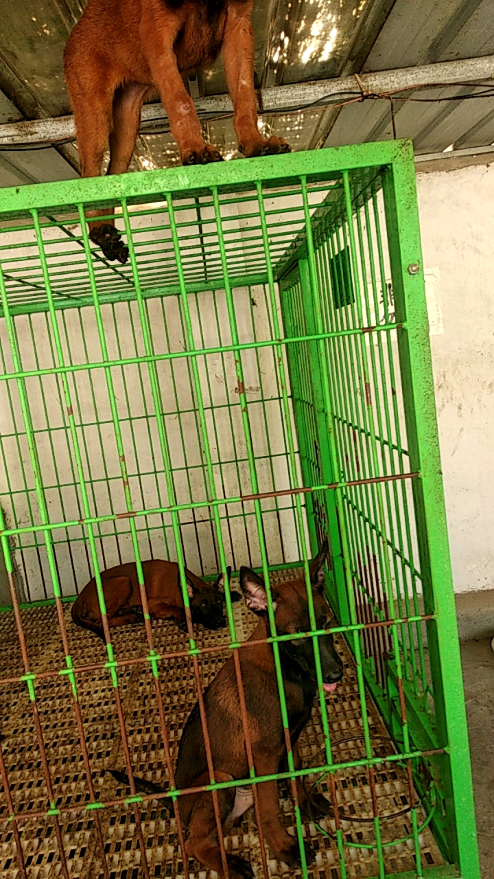 上到笼子上的马犬