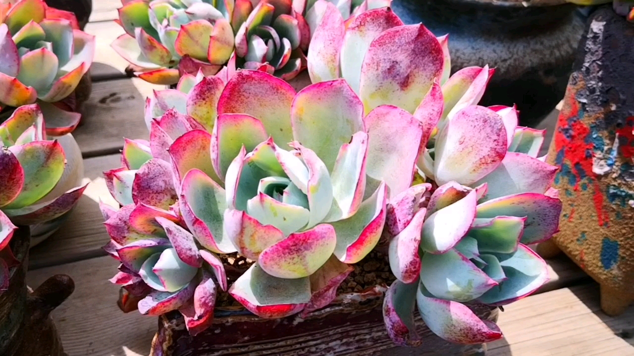 #有一种可爱叫多肉!#白玫瑰其实可以这么仙,你感受到它的仙气了吗?