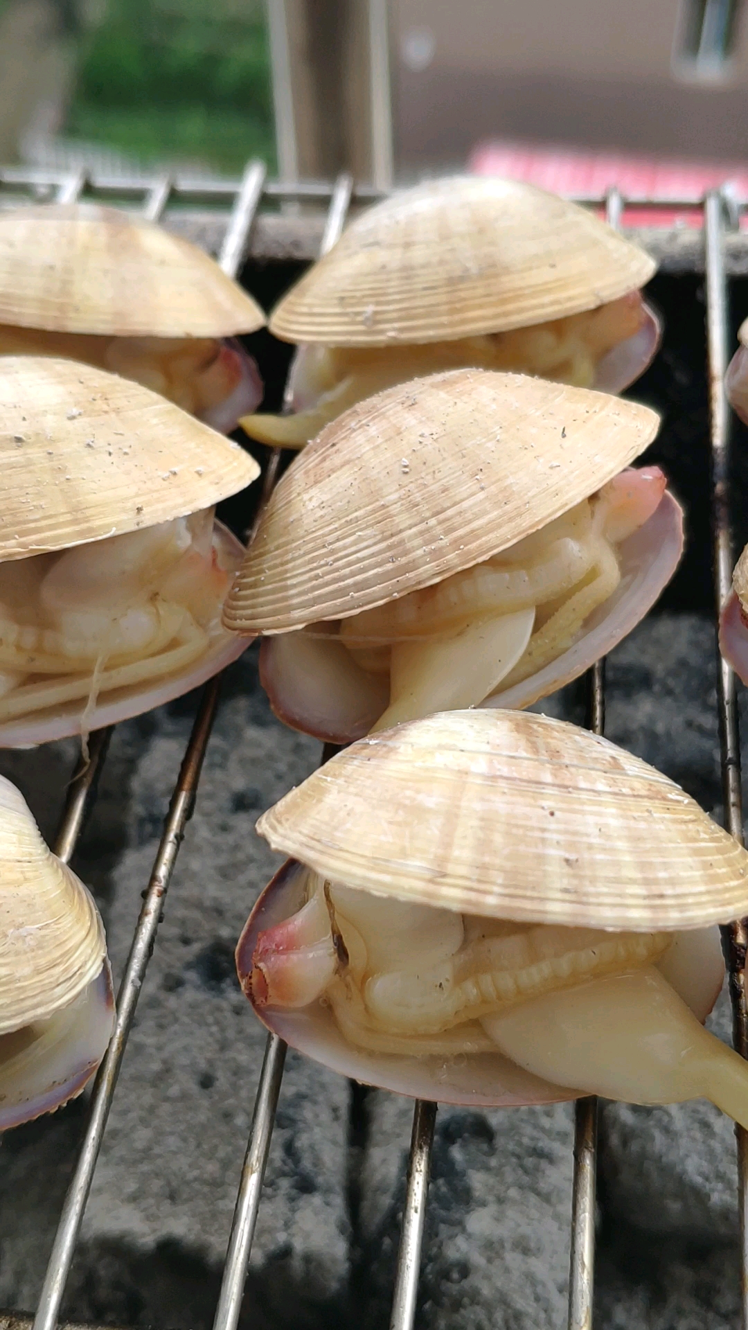 夏天小烧烤必备,肥而鲜的黄蚬子