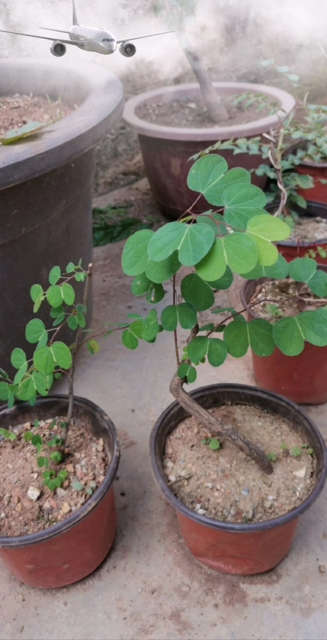 千奇百怪盆景桩#小叶羊蹄甲