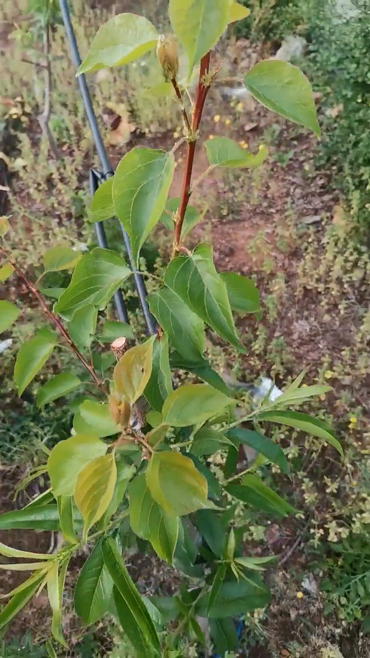 前幾天用桃樹嫁接的杏樹成活了!