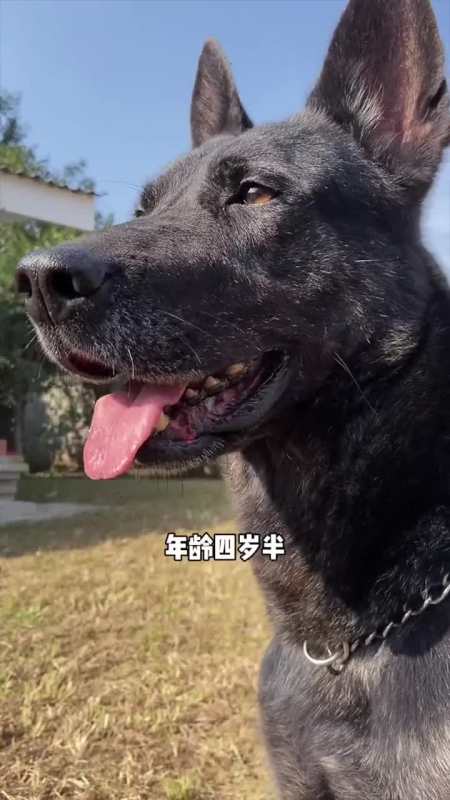 来看看警犬黑虎在训导员的指挥下可温顺也可凶猛