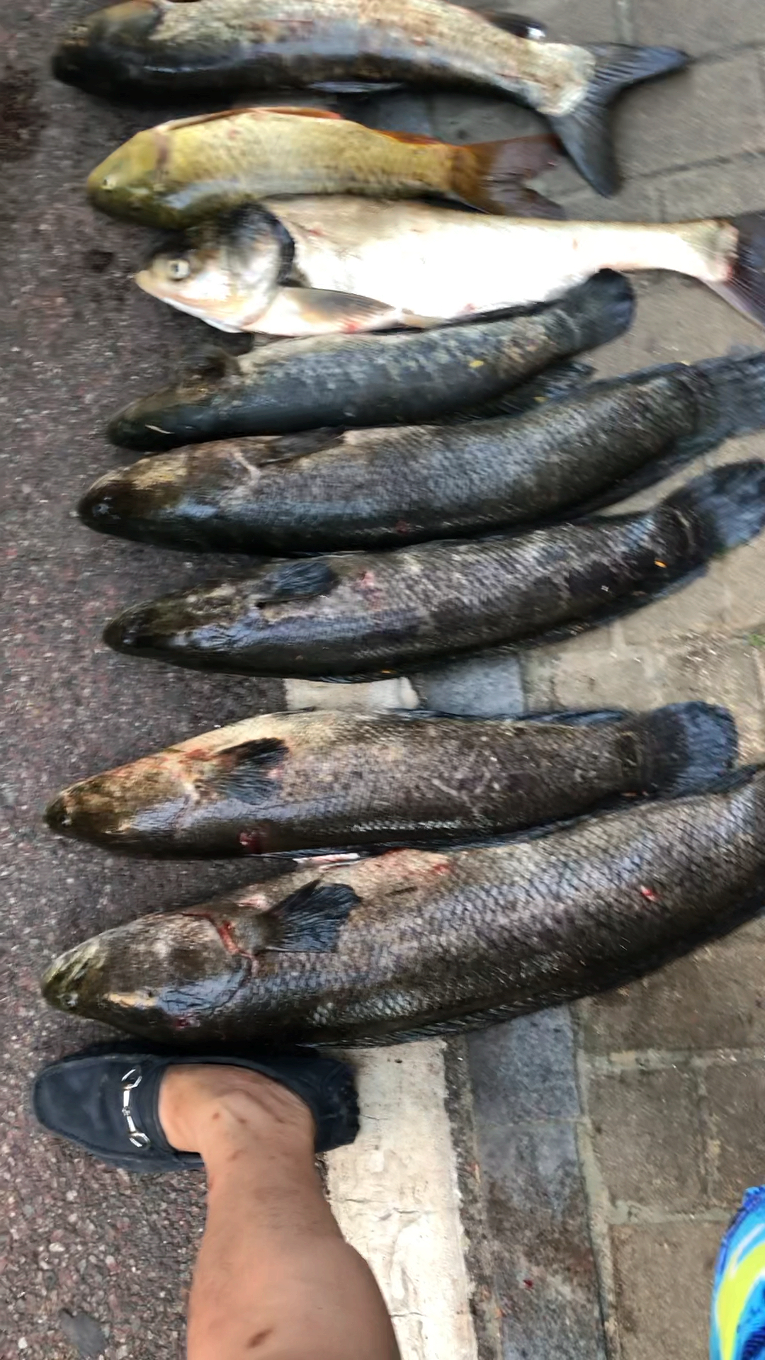 这条黑鱼8斤多