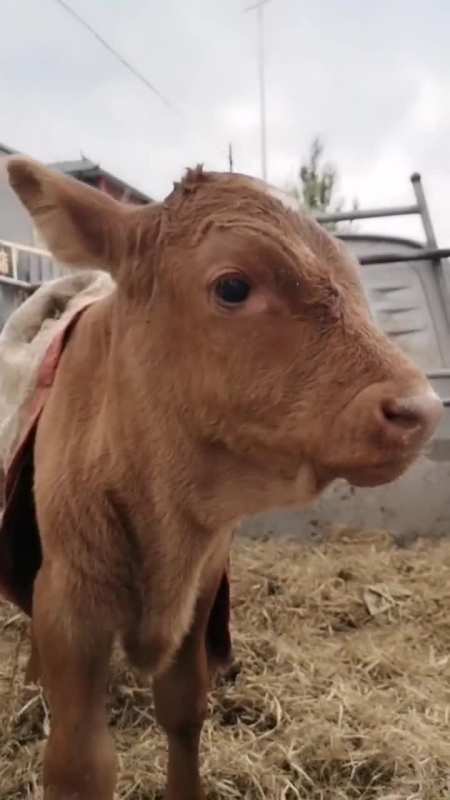 牛妈妈走了,小牛含泪叫了一声妈妈