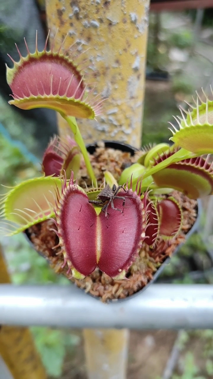 食人花吃什么