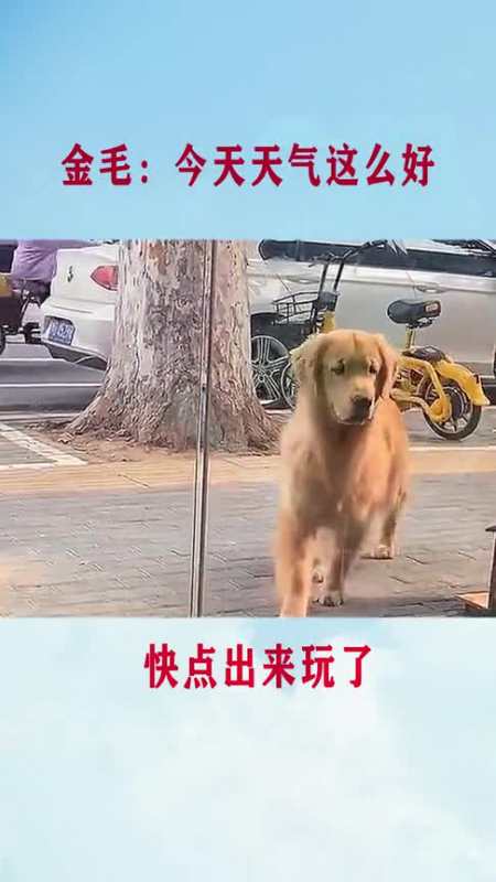 金毛:我找到了一处好玩的地方,快点出来一起去玩啊