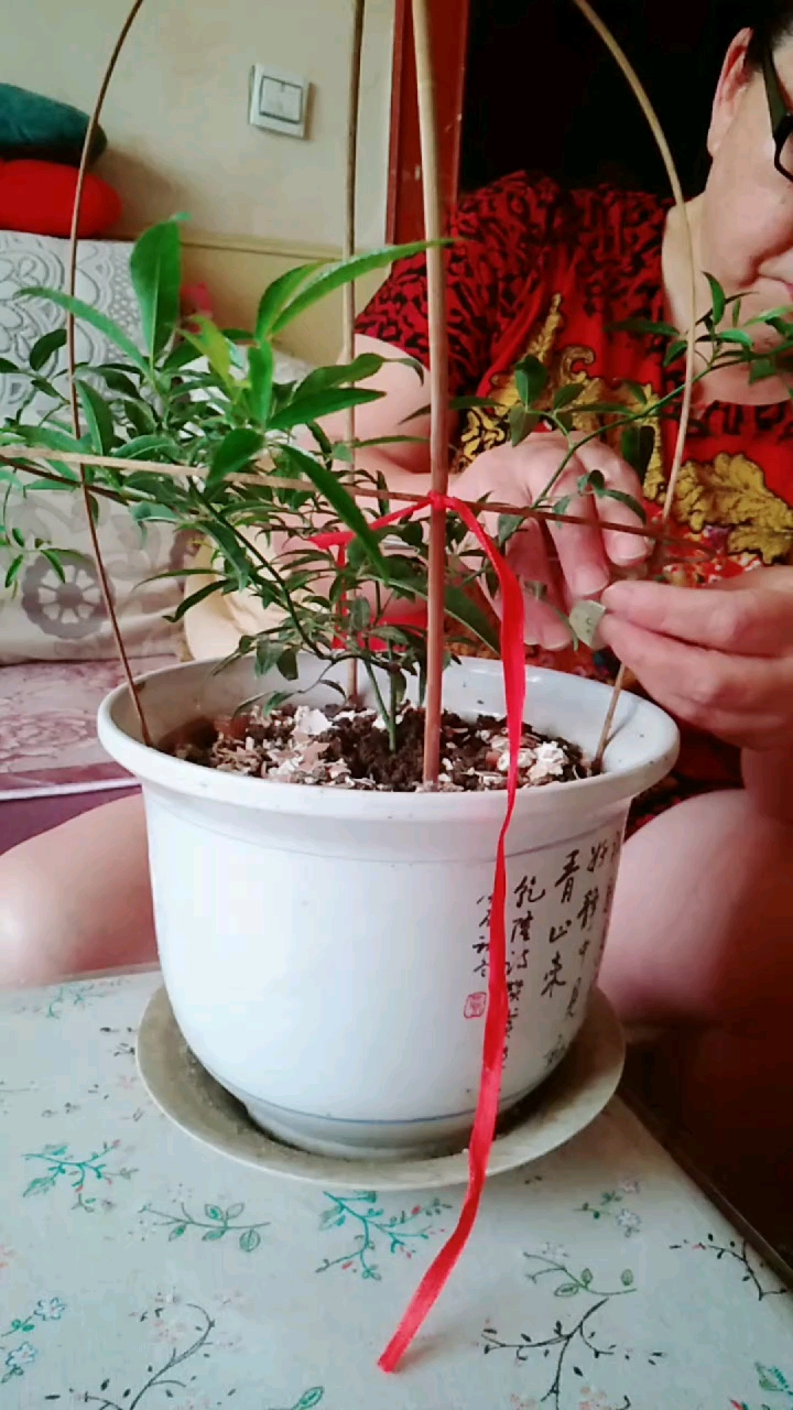 三根小棍,两根红绳,花儿乖乖听我的