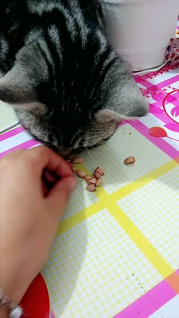 吃花生豆的猫