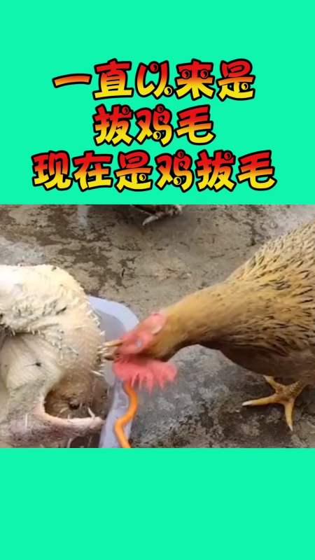 鸡拔毛,省事