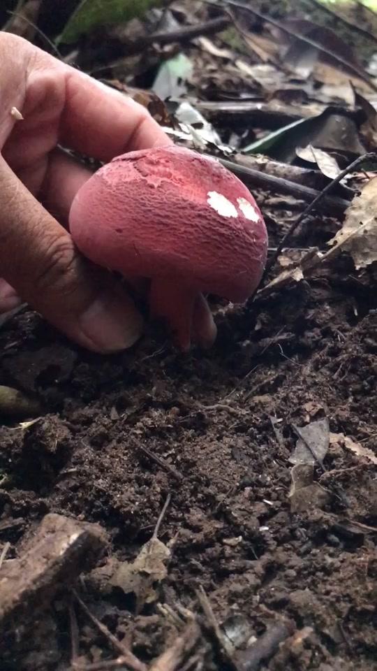 采红菇又累又有趣,有一起的吗?#采蘑菇 #乡间新农人