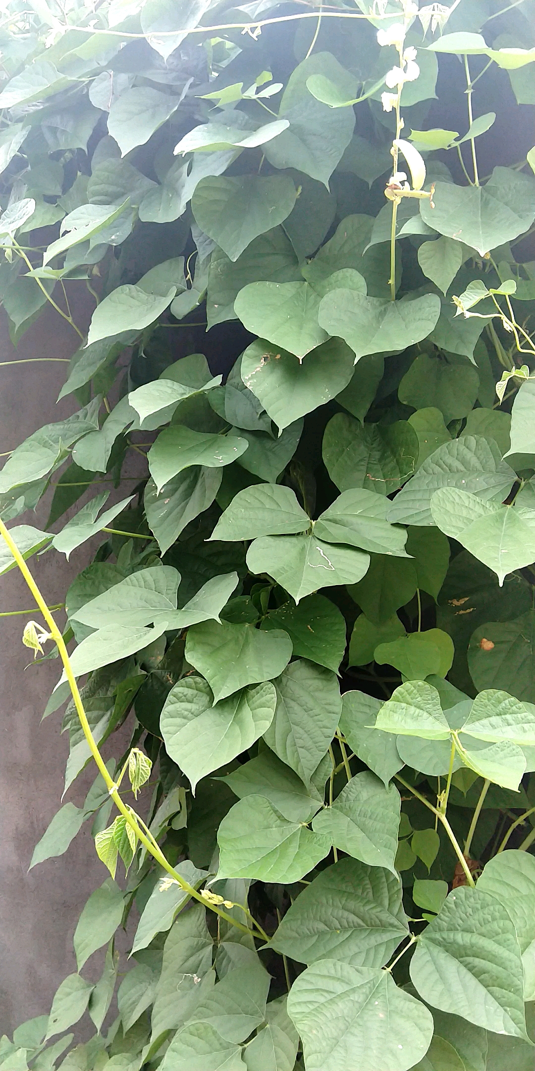 乡村生活#架梅,种在院墙外边,农村几乎不要买菜