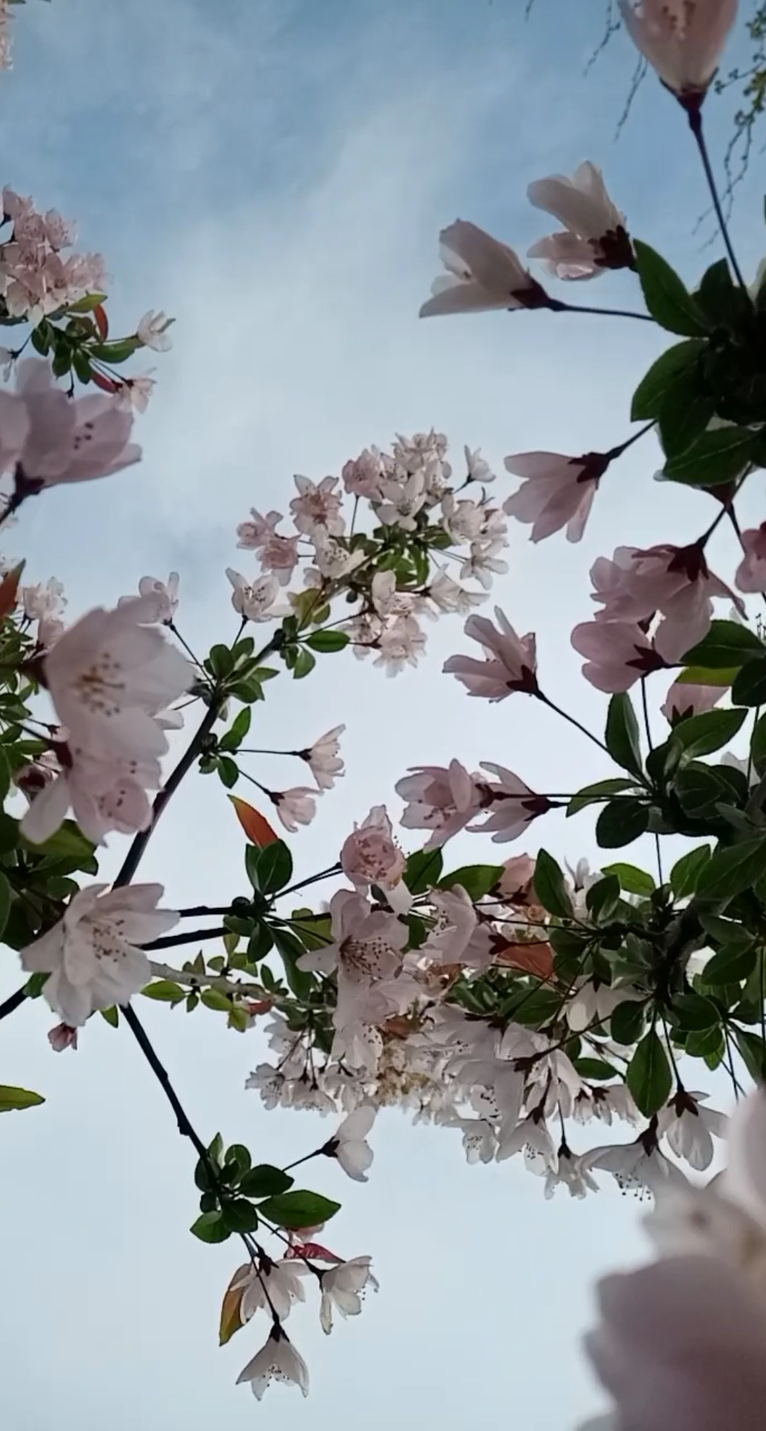 喜欢拍花的人是什么心态(喜欢拍花的人心里都住着一个春天)