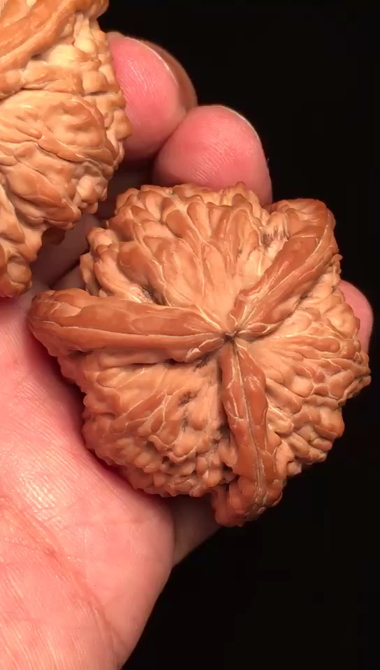 白狮子三棱核桃