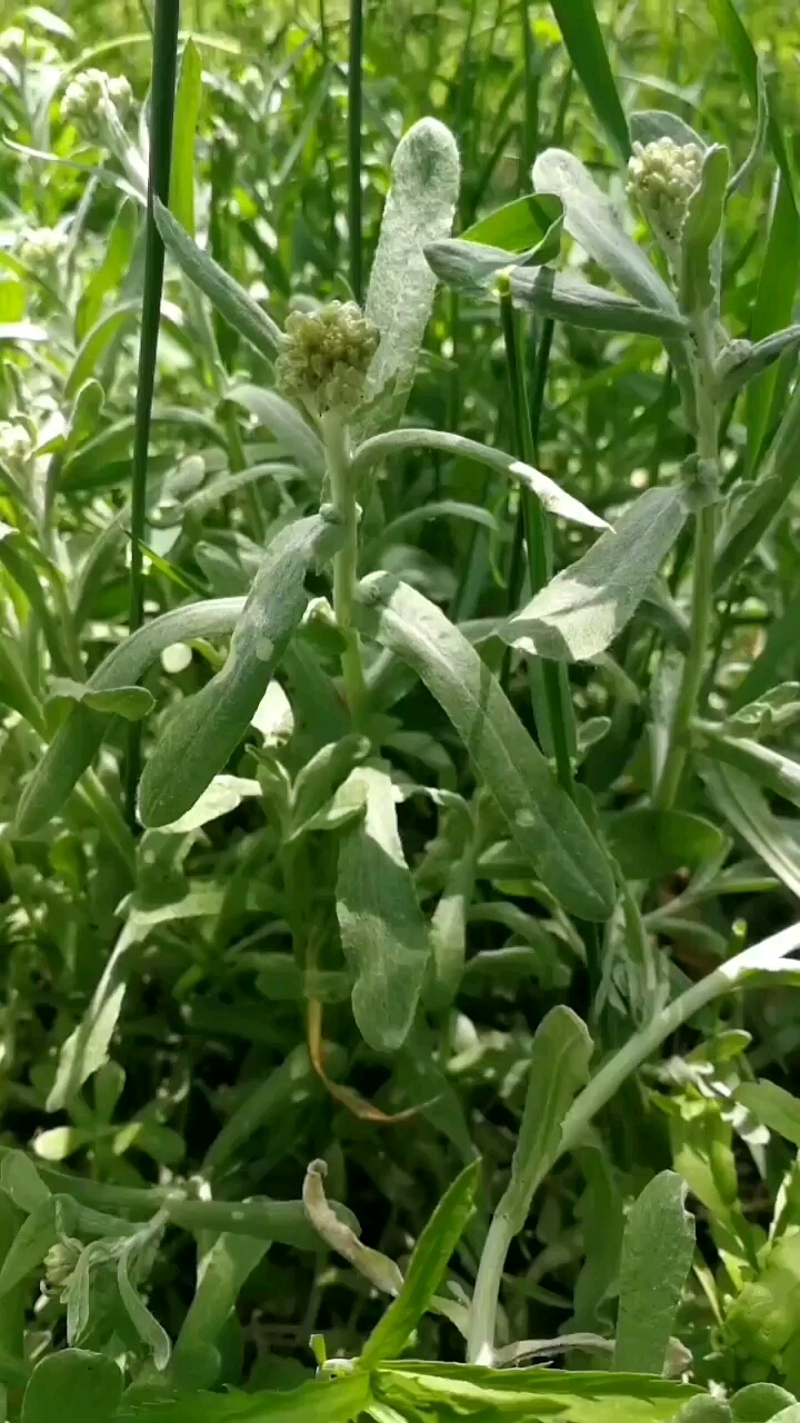 田野里的这种清明菜,经常吃一些,对降血压降血脂有好处