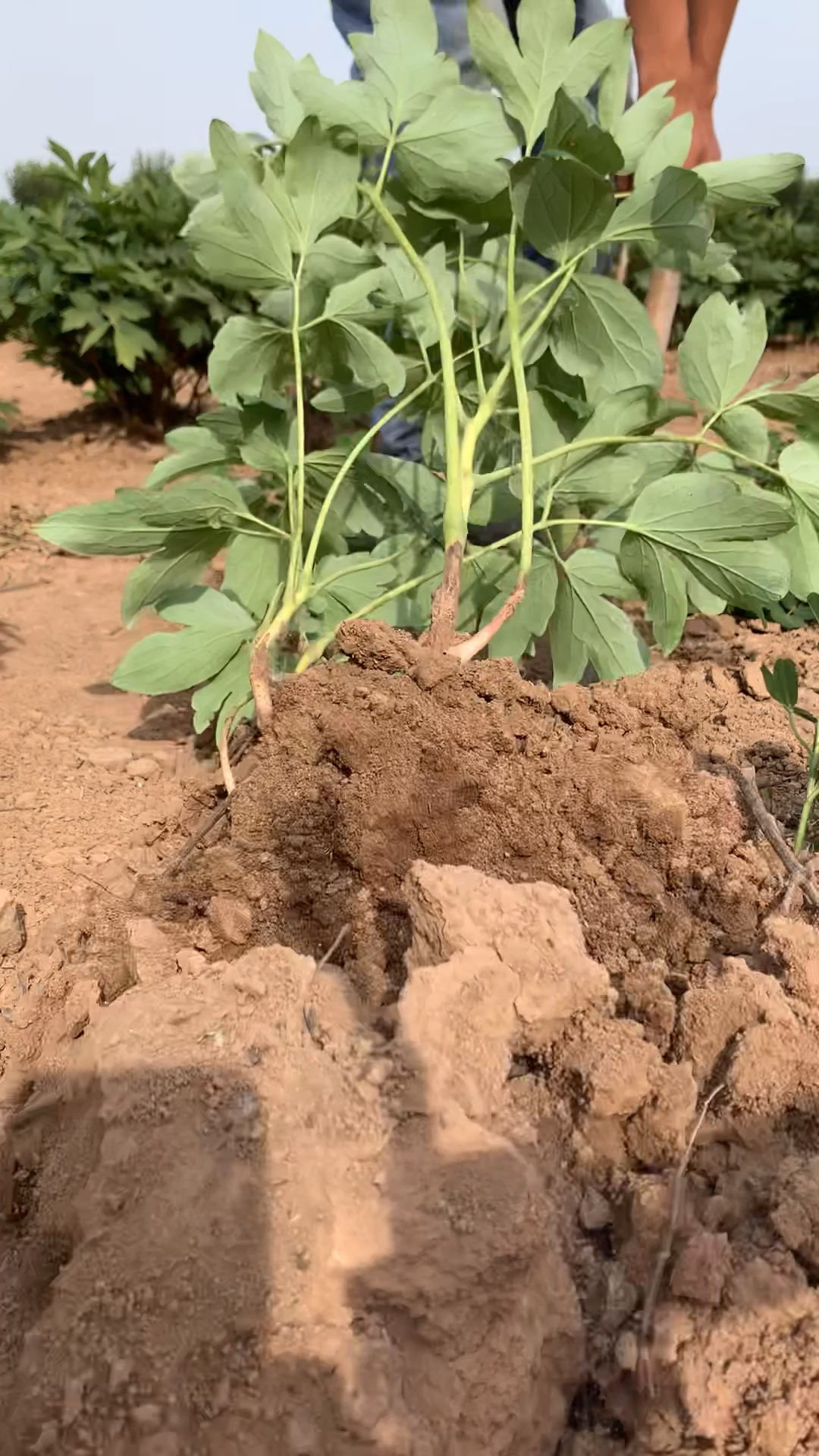 牡丹#牡丹嫁接方法