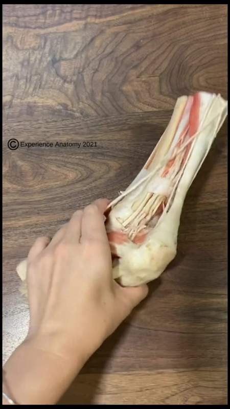 你的跟腱有多长跟腱长度怎么量跟腱长度