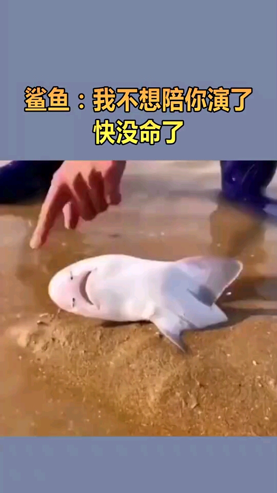 鲨鱼我不想陪你演了快没命了