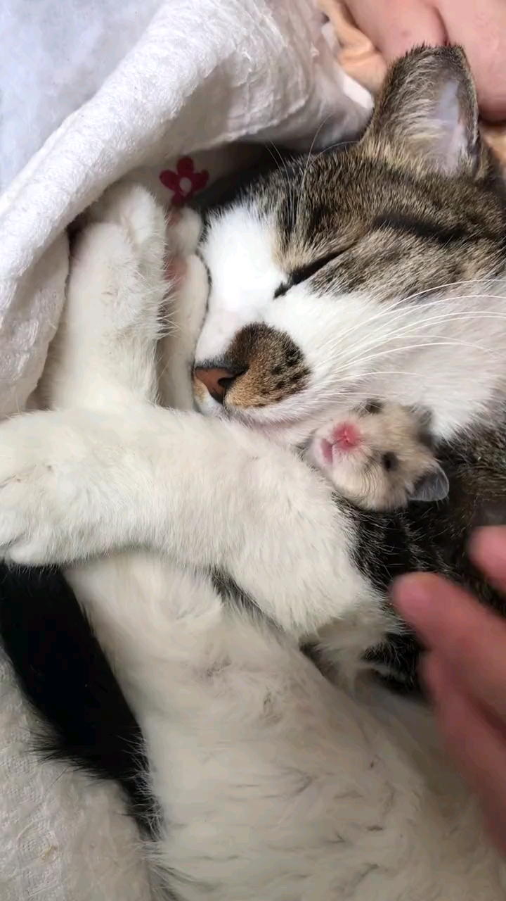 猫与老鼠一起睡觉