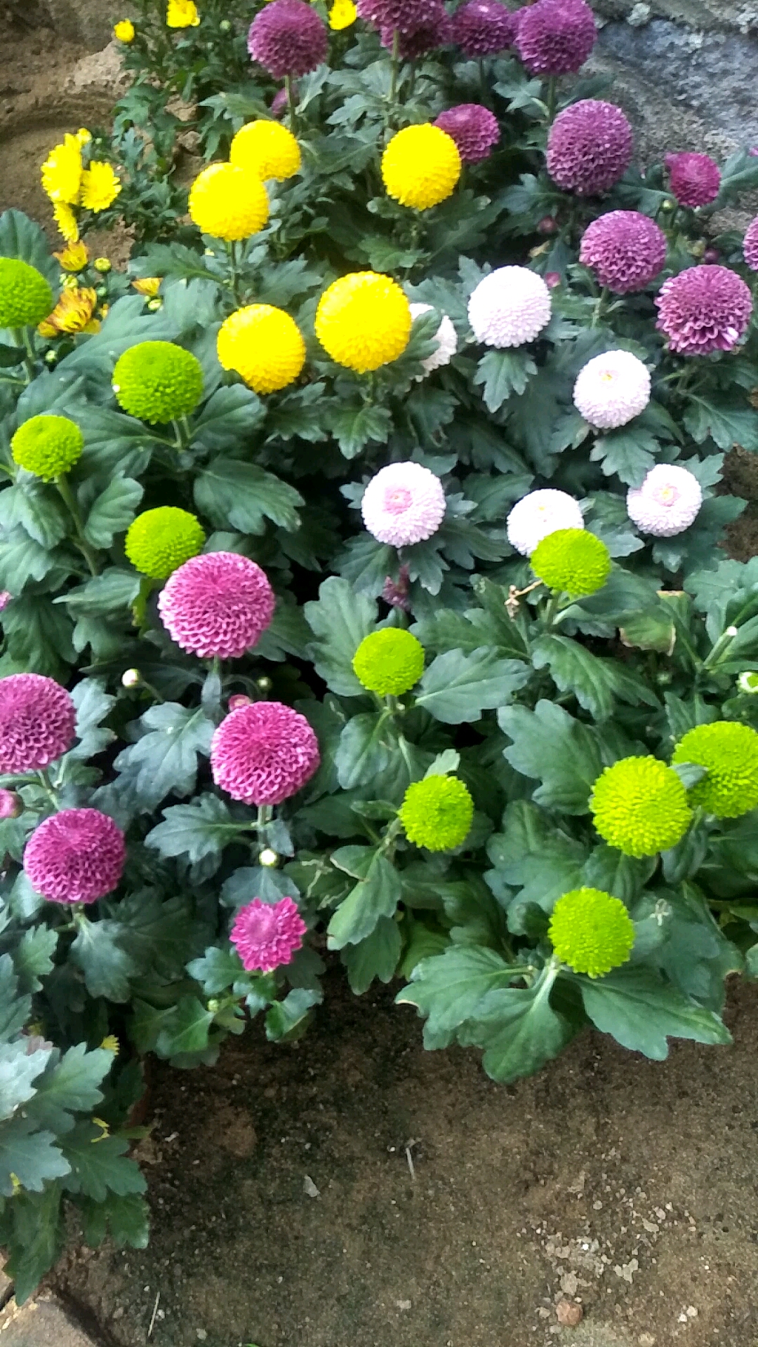 音为有你#各式各样的乒乓球花,开的真好看