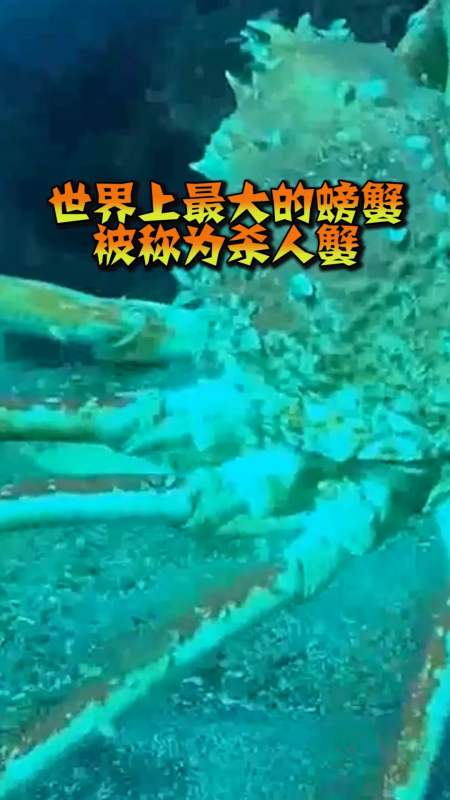 奇趣#世界上最大的螃蟹,被称为"杀人蟹"