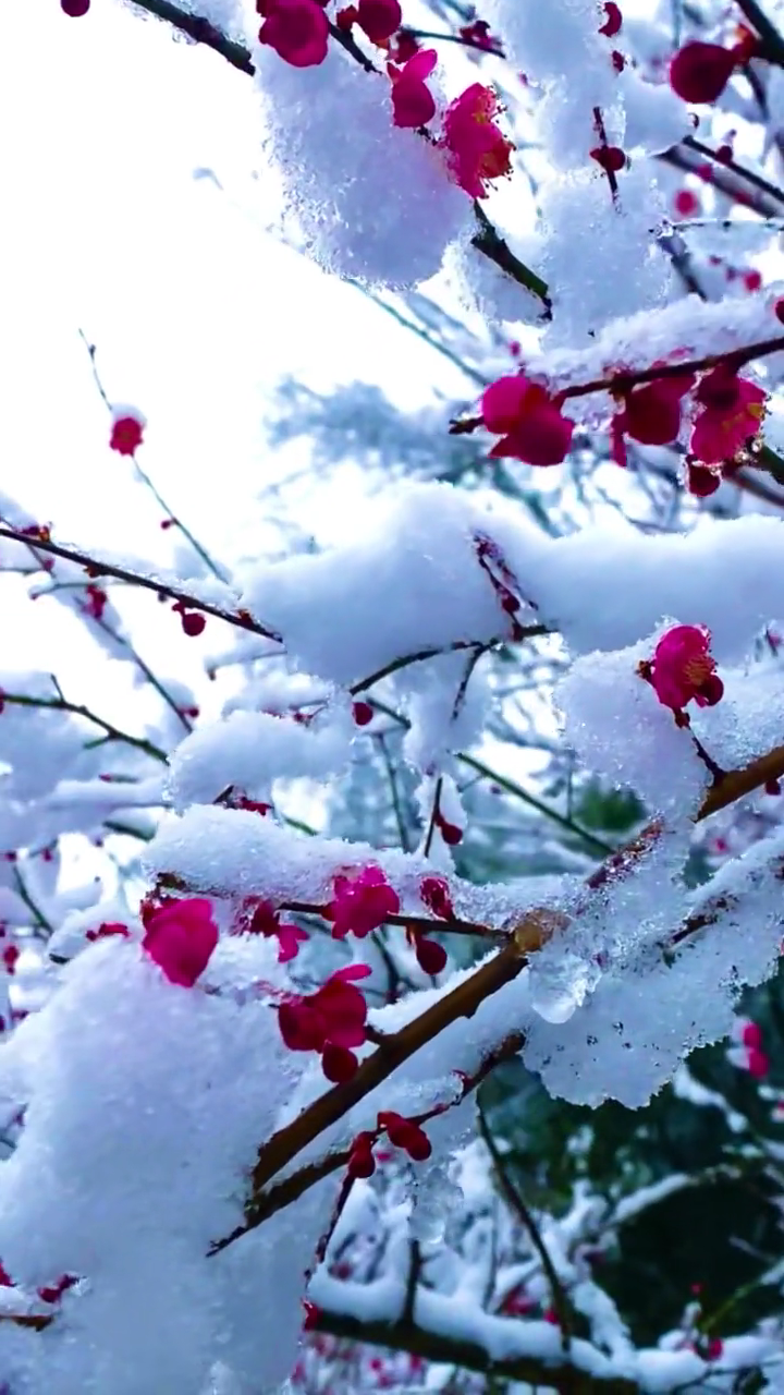 下雪中盛开的梅花视频