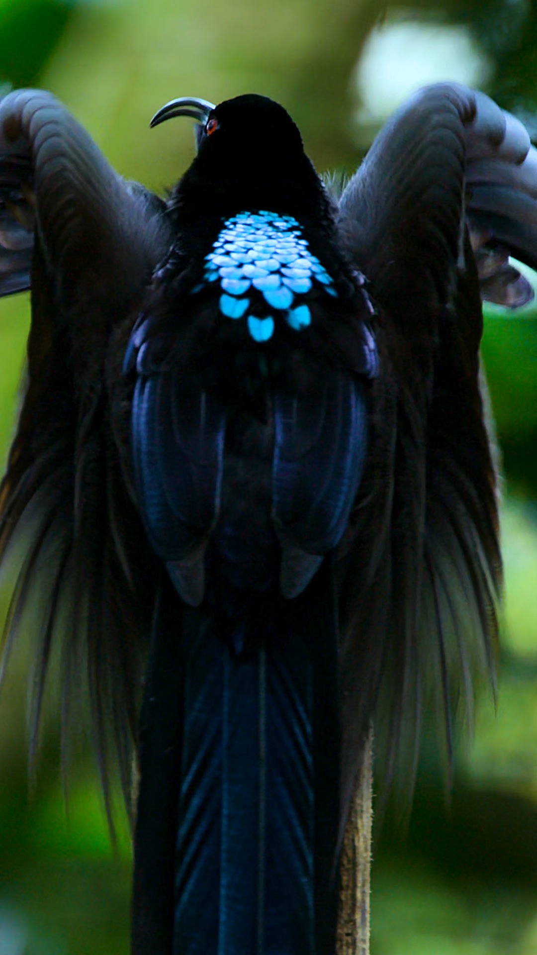 动物世界#黑镰嘴风鸟求偶全过程,科学家都无法解释怎么会进化出这样