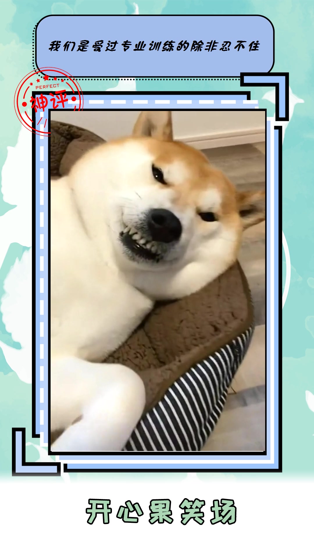 我要上热门#柴犬呲牙的样子,看着是不是很欠揍呢?