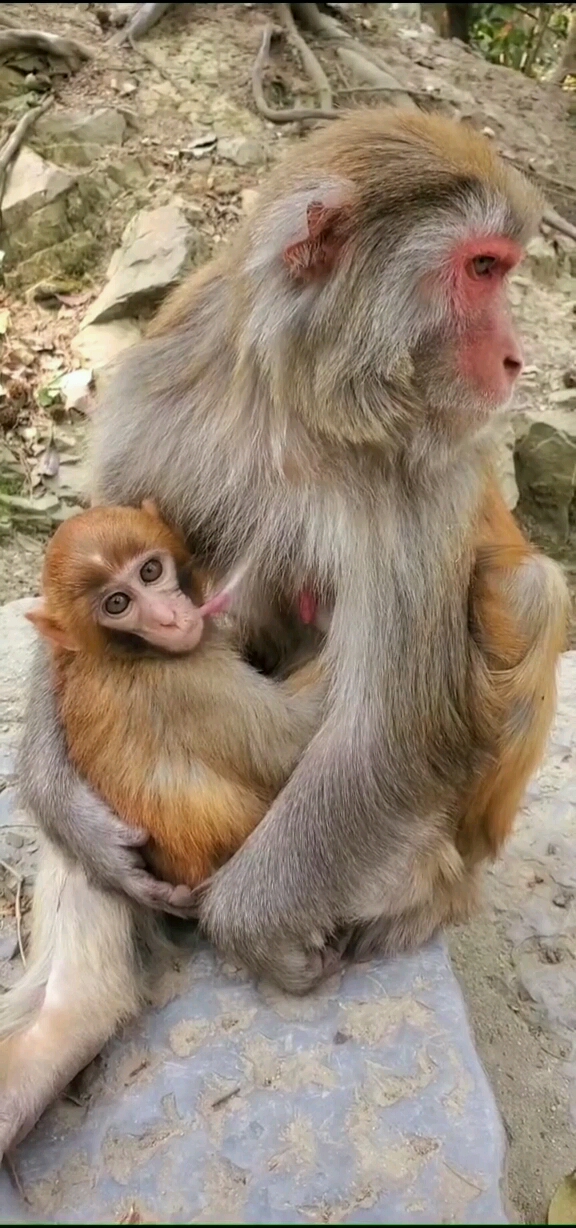 母猴子照片图片