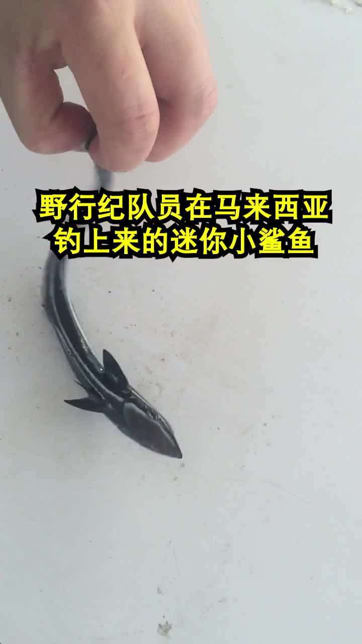 最小的鲨鱼图片