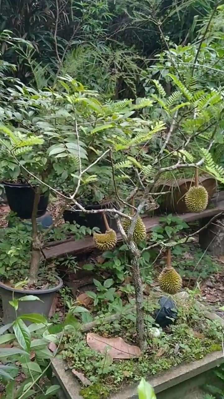 成功種植了盆栽榴蓮以後天天有榴蓮吃了