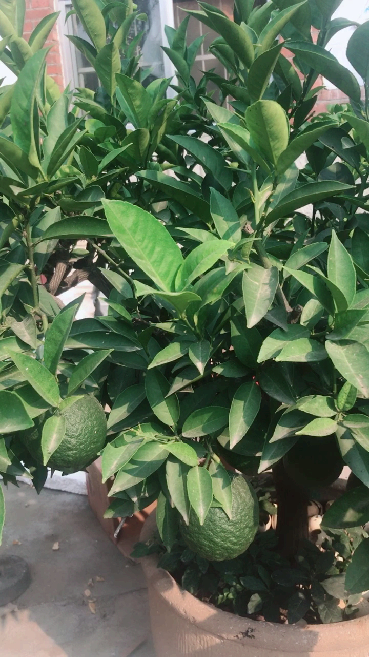 说是蜜罗,咋看着是丑橘呢?